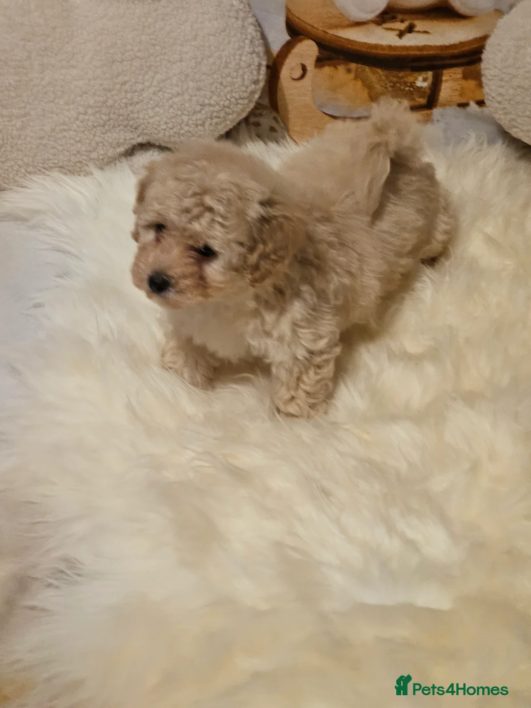 Maltipoo dogs for sale: 🐶 Beautiful Apricot Maltipoo Puppies for Sale 🐶 - Advert 17