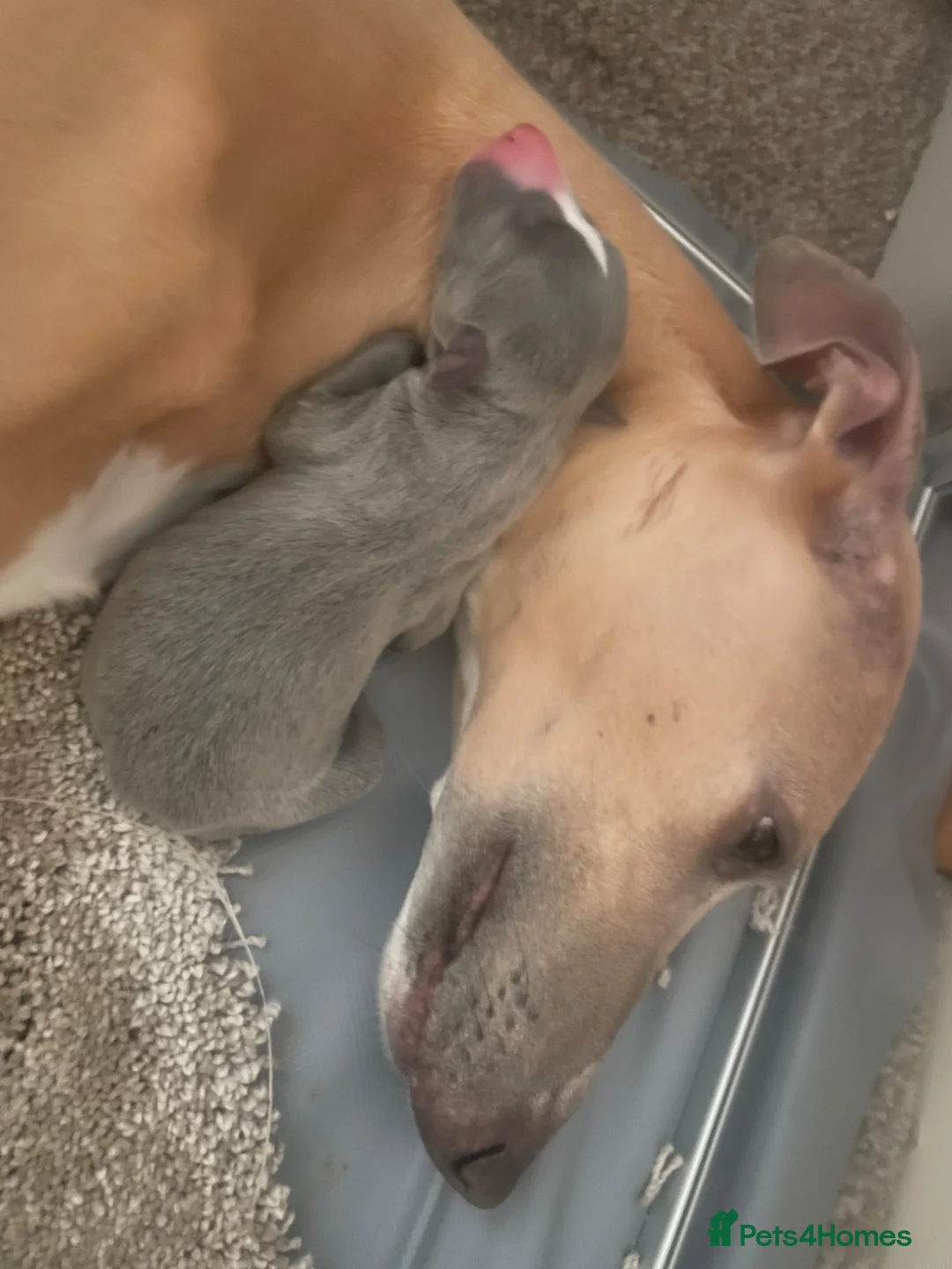 Whippet dogs for sale: Stunning Blue whippet bitch puppy for sale  - Advert 2