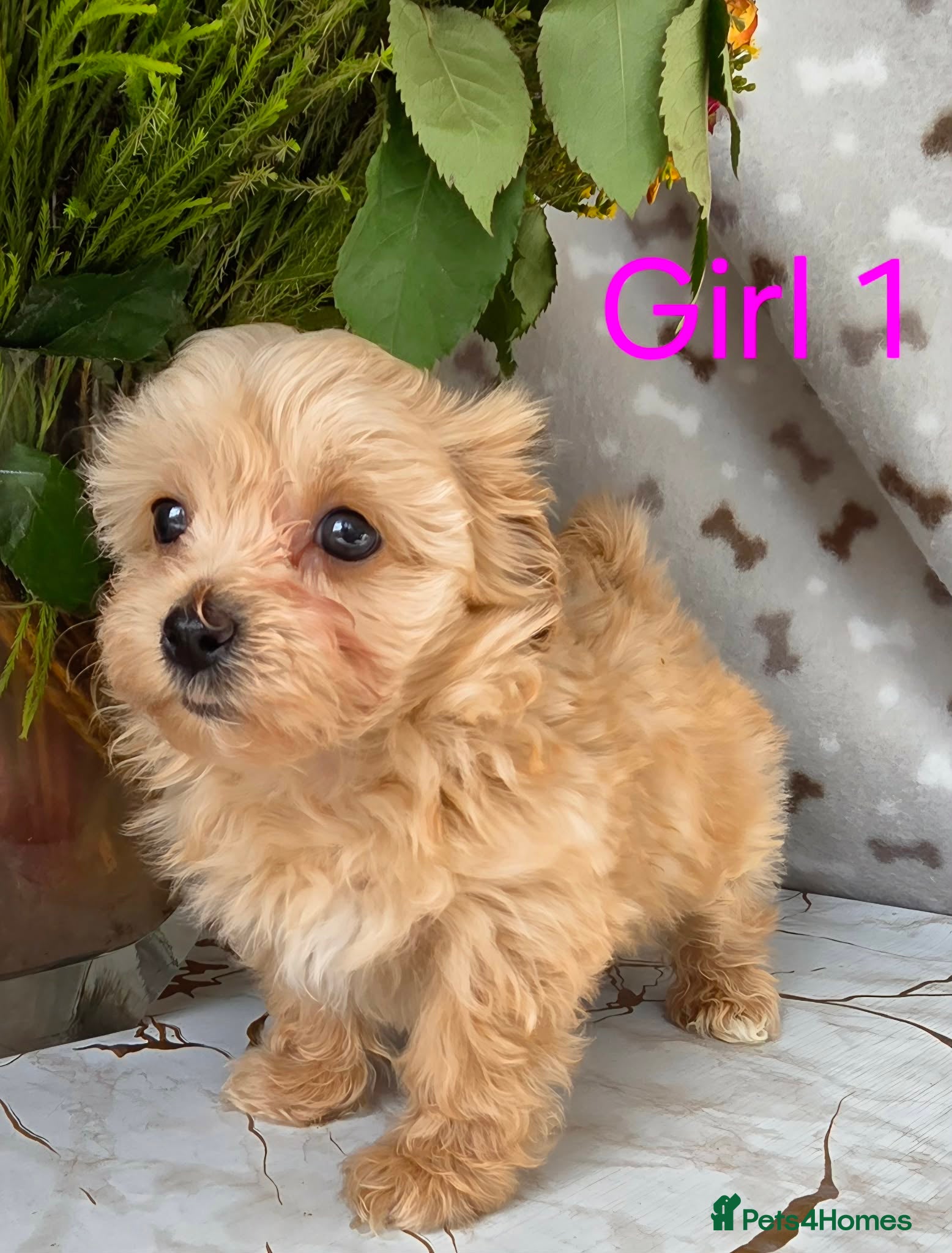 Maltipoo dogs Beautiful Maltipoo puppies - Advert 10