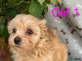 Maltipoo dogs Beautiful Maltipoo puppies - Advert 10