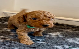 Cockapoo dogs for sale: Stunning Fox Red F1B Cockapoos only 1 girls left - Image 38