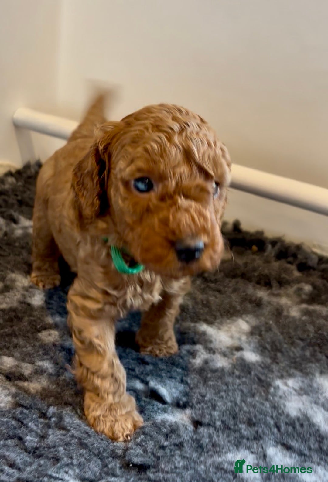 Cockapoo dogs for sale: Stunning Fox Red F1B Cockapoos only 1 girls left - Image 38