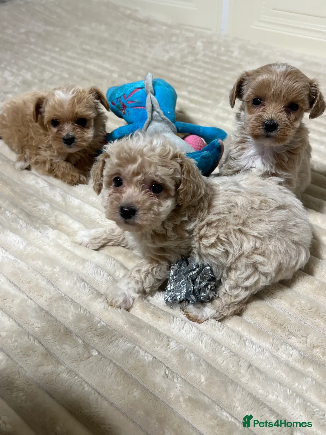 Maltipoo dogs for sale: 🩷3 Gorgeous Maltipoo Puppies🩷 - Advert 3