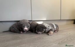American Bully dogs for sale: Pocket bully puppies ready soon  - Image 20