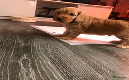 Cockapoo dogs for sale: Stunning cockapoo boys for sale  - Image 4
