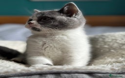 British Shorthair cats for sale: Pedigree British Shorthair Kittens - Image 19