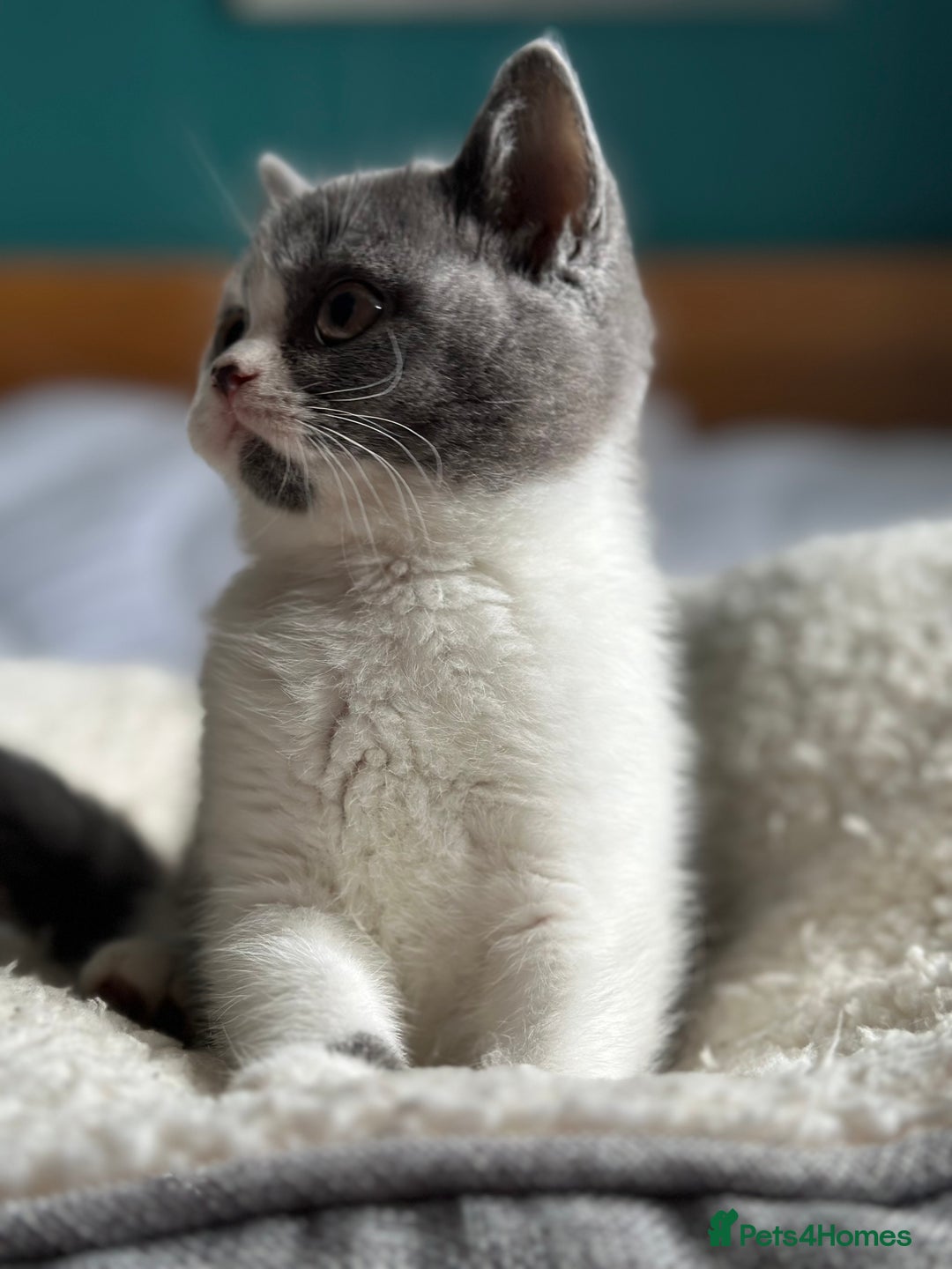 British Shorthair cats for sale: Pedigree British Shorthair Kittens - Image 19