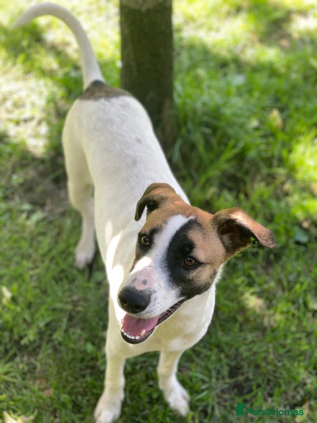 Mixed Breed dogs for adoption: 💖🐶 ZAYKA 🐶💖 - Advert 24