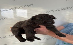 German Shepherd dogs for sale: Kcreg blue sable carrying Isabella GSD pups  - Image 8