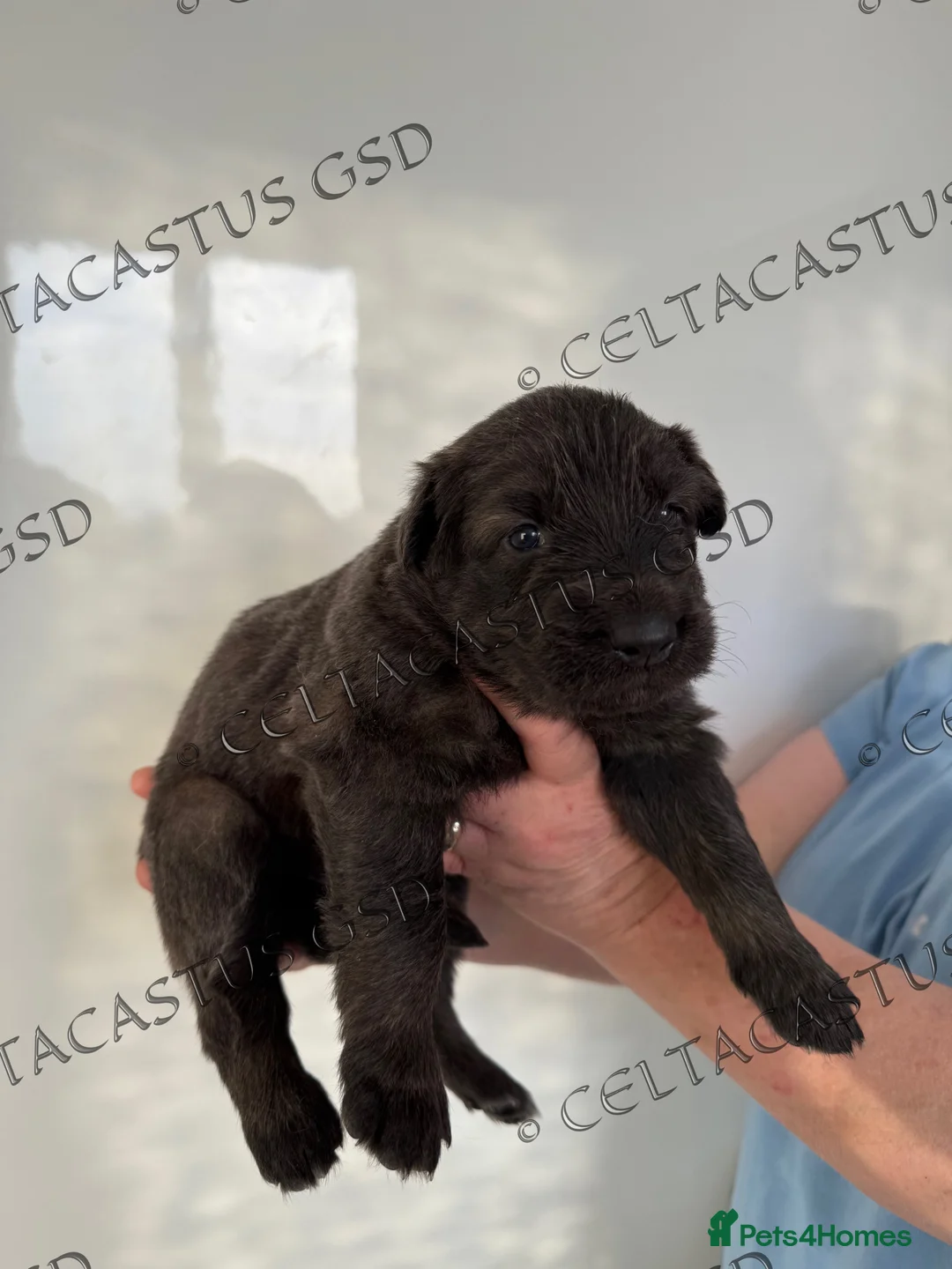 German Shepherd dogs for sale: Reduced kcreg  blue sable carrying Isabella  - Advert 10