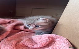 Ragdoll cats for sale: Ragcoons - Image 3