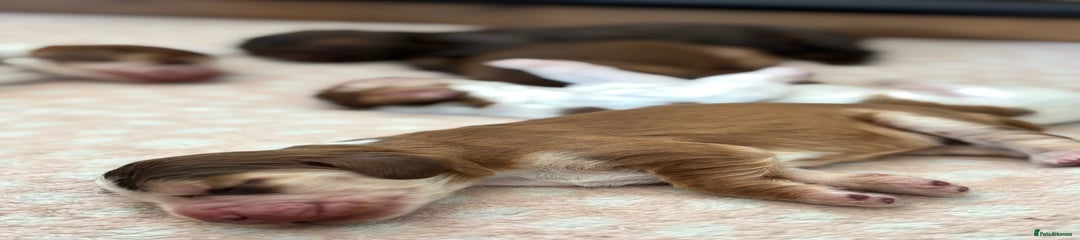 Cocker Spaniel Puppy 2