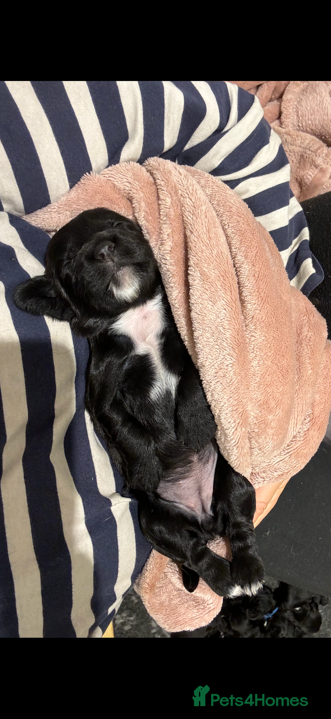 Cocker Spaniel dogs for sale: Kc registered working cocker spaniel - Image 4