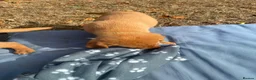 Labrador Retriever dogs for sale: Red Fox Labrador  in Chippenham - Advert 3