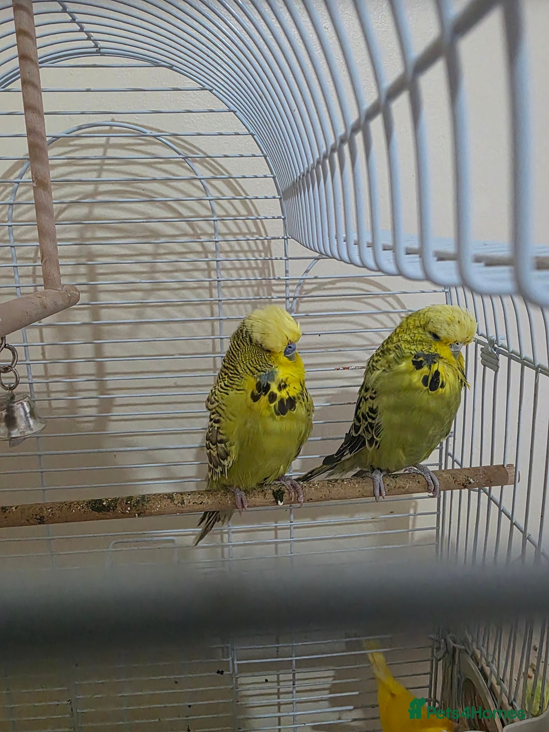 Budgerigars birds for sale: Couple Crested budgies  - Advert 2