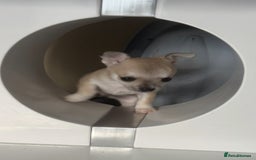Chihuahua dogs for sale: For sale  - Image 7