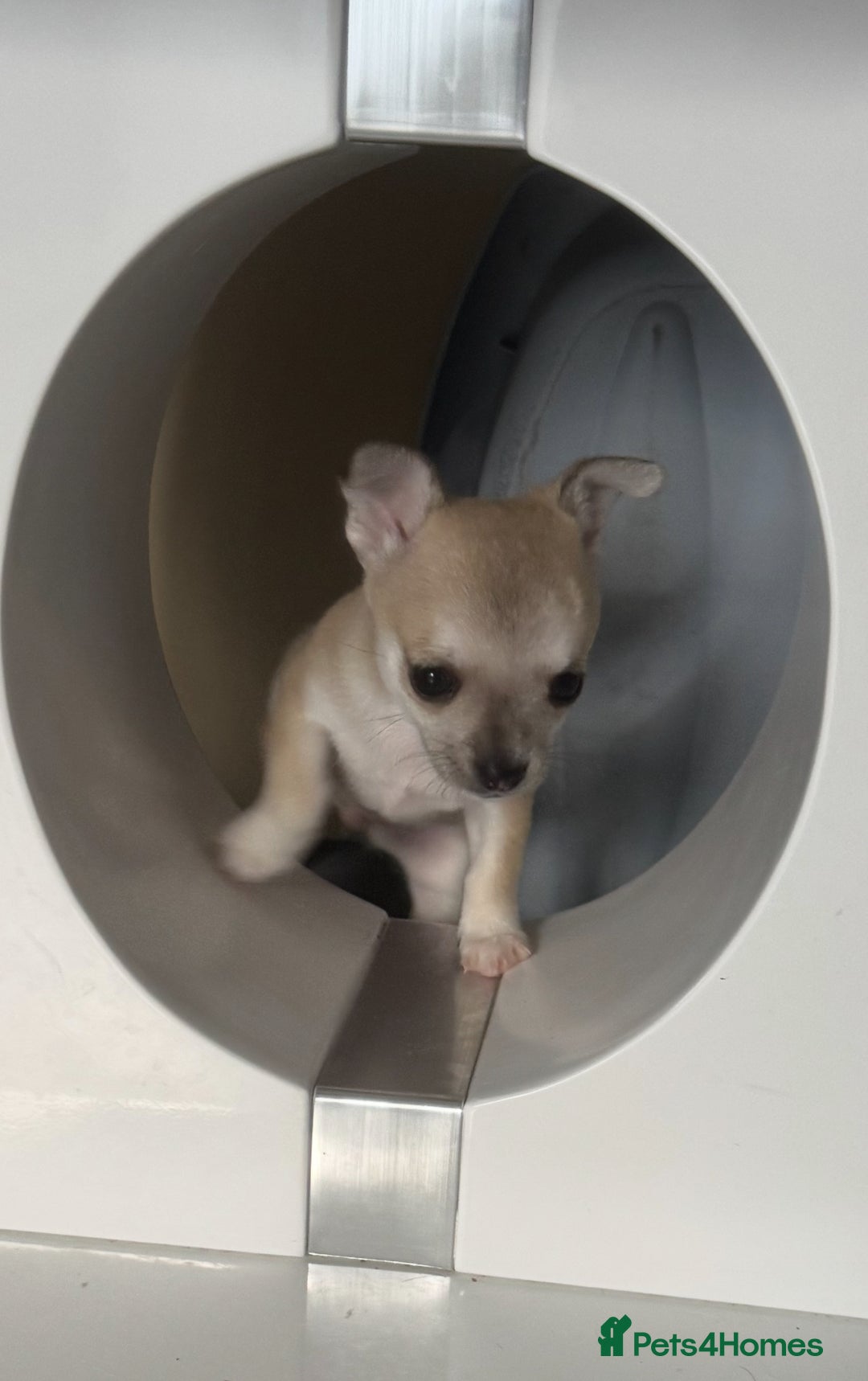 Chihuahua dogs for sale: For sale  - Image 7