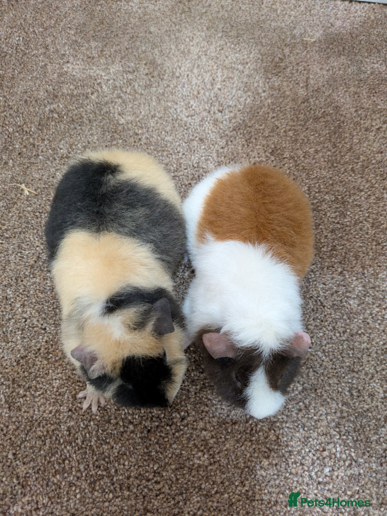 Guinea Pig rodents Beautiful baby teddie sows  - Advert 2