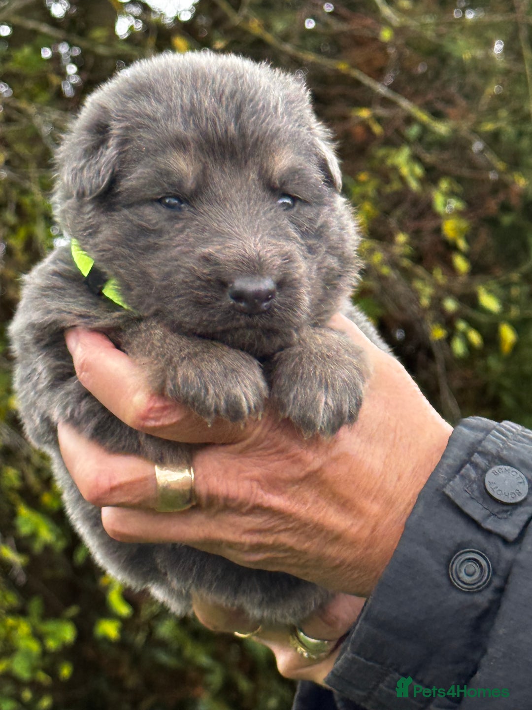 German Shepherd dogs for sale: ⭐️Chunky kc reg GSD pups ⭐️  - Image 16