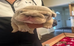 English Bulldog dogs for sale: English bulldog puppies - Image 27