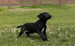 Borador dogs for sale: 🐶 Labrador x Border Collie Puppies – Ready Now!  - Image 15