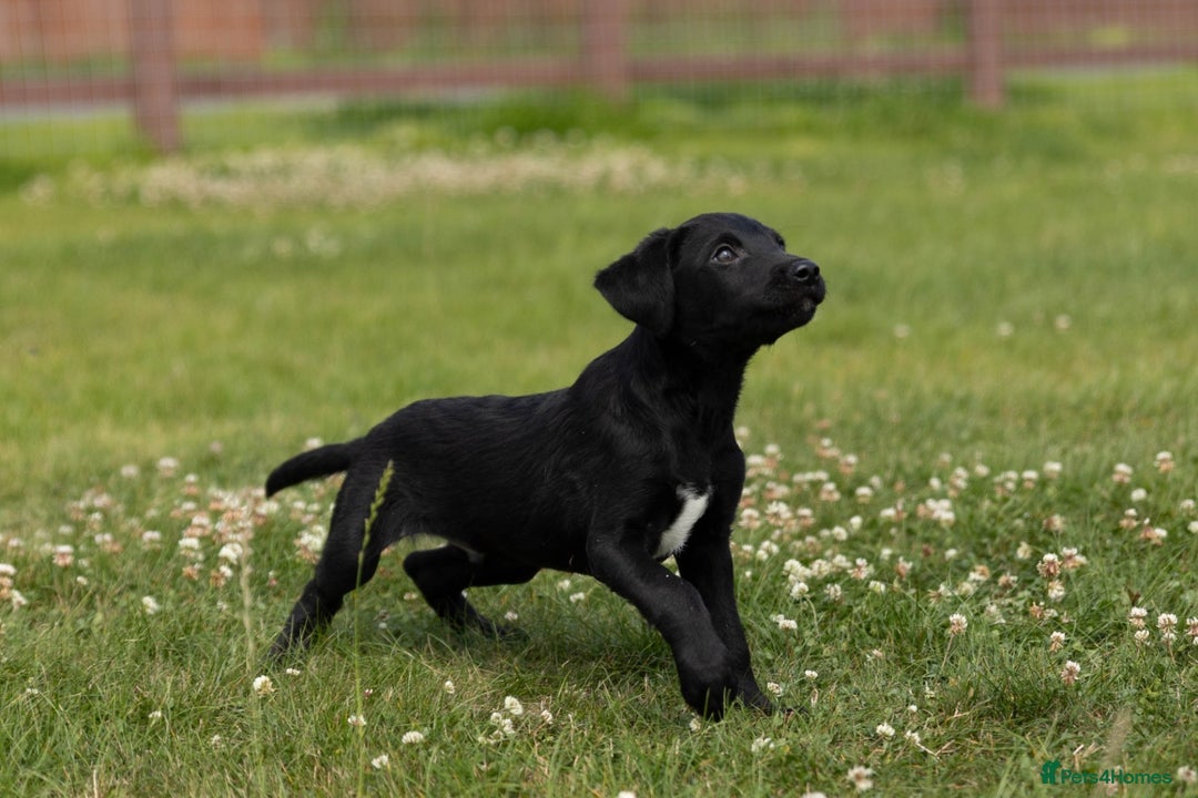 Borador dogs for sale: 🐶 Labrador x Border Collie Puppies – Ready Now!  - Image 15