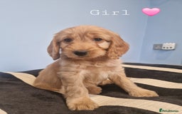 Cockapoo dogs for sale: Miniature cockapoo puppies - Image 8