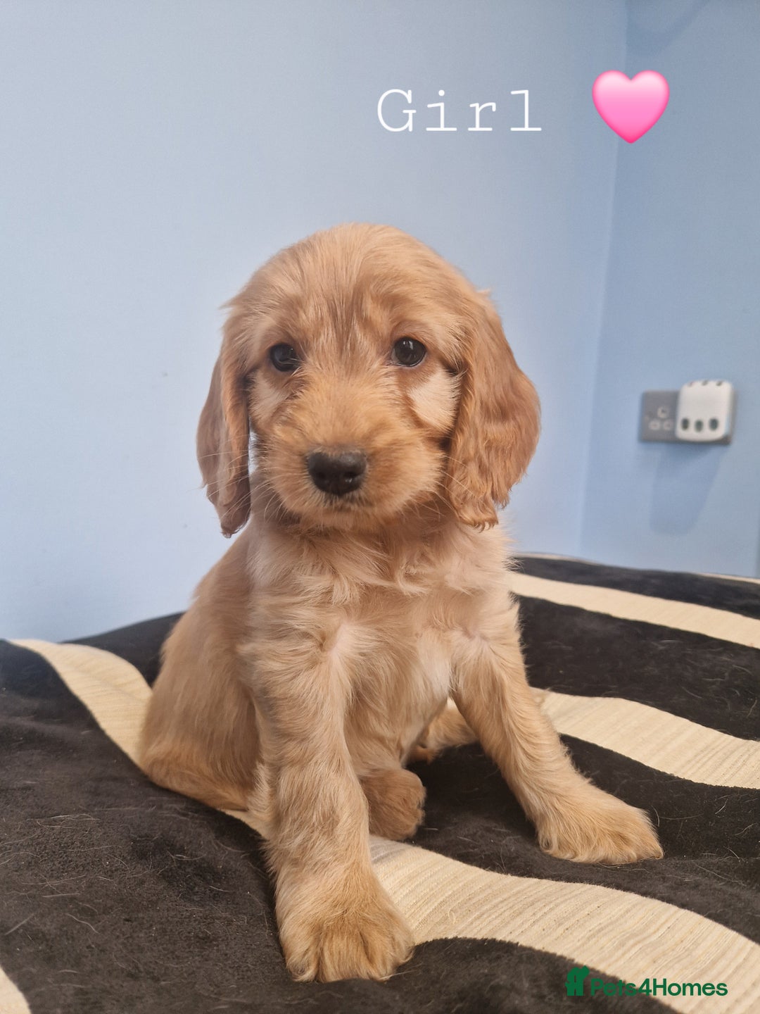 Cockapoo dogs for sale: Miniature cockapoo puppies - Image 8