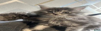 Maine Coon 3