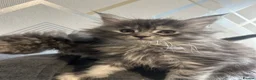 Maine Coon cats for sale: Adorable Maine Coon Kittens 3 left  - Advert 6