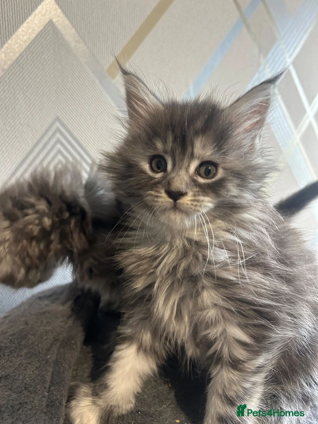 Maine Coon cats for sale: Adorable Maine Coon Kittens 3 left  - Advert 6