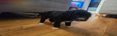 Cockapoo 3