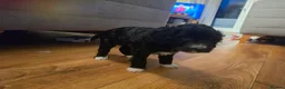 Cockapoo dogs for sale: Cockapoo Puppies for Sale in Luton - Advert 5