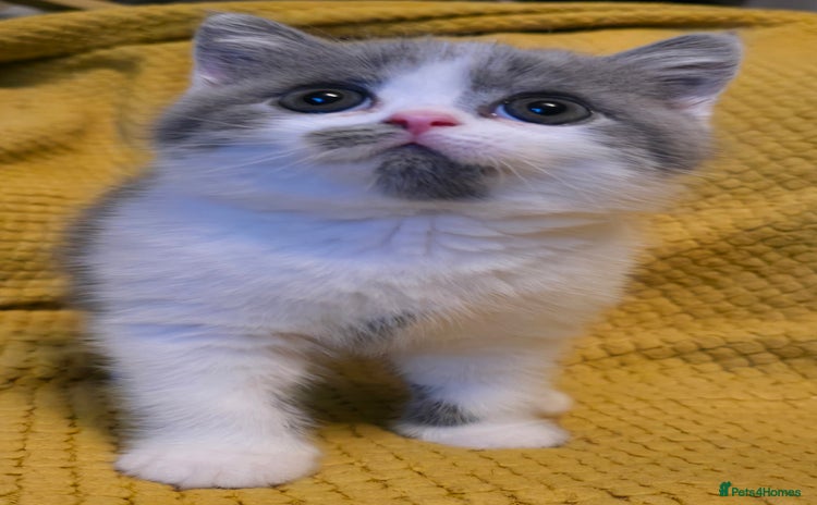 British Shorthair cats - Advert 12