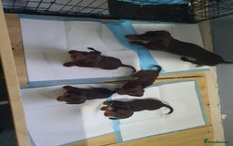 Miniature Dachshund dogs for sale: Two stunning miniature dachshunds lefts - Advert 1