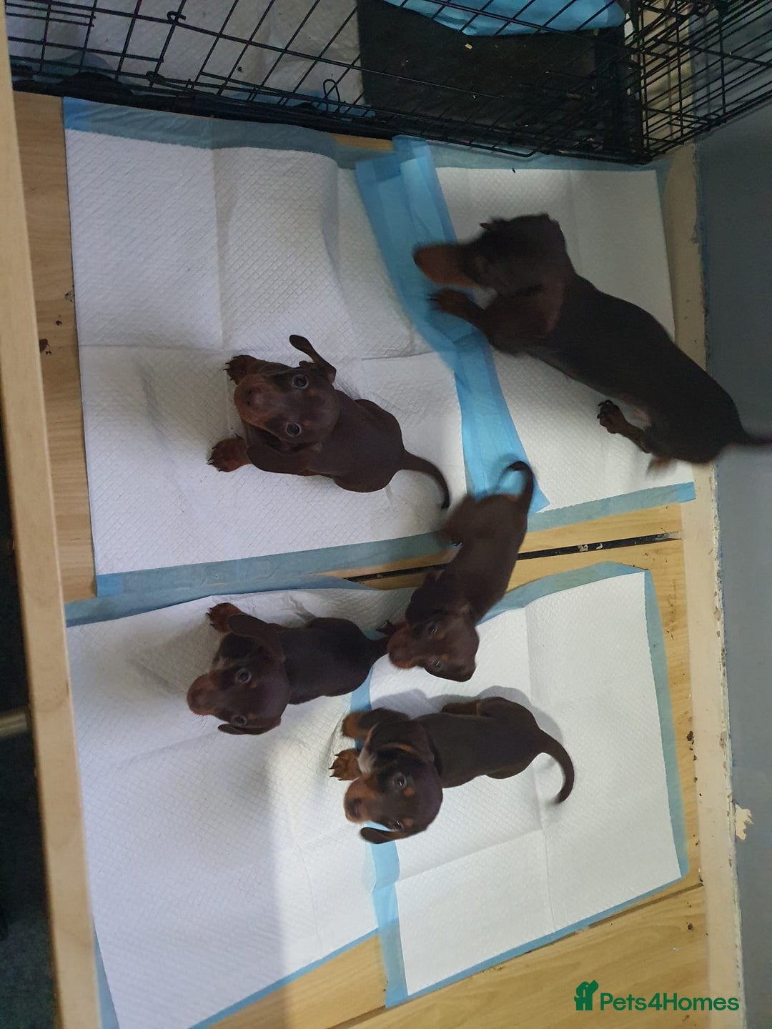 Miniature Dachshund dogs for sale: Two stunning miniature dachshunds lefts - Advert 1