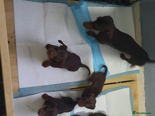 Miniature Dachshund dogs Two stunning miniature dachshunds lefts - Advert 2