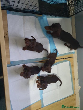Miniature Dachshund dogs Two stunning miniature dachshunds lefts - Advert 2