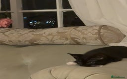Mixed Breed cats for sale: Black and white kittens for sale - Image 1