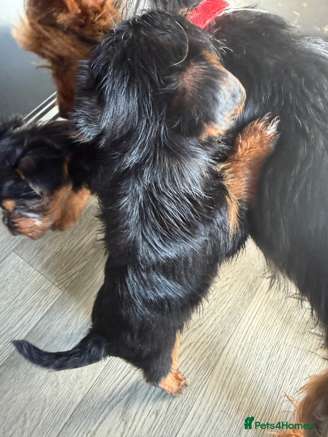 Yorkshire Terrier dogs for sale: 3 boys and 2 girls in Manchester - Advert 12