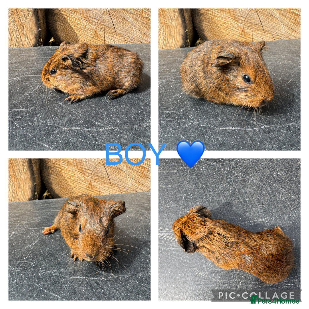 Guinea Pig rodents for sale: Purebred Teddy,Funky+smooth piggy’s (Boys+Girls) - Image 9