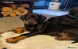 Dobermann dogs for sale: KC REG Fully health tested parents - Image 4