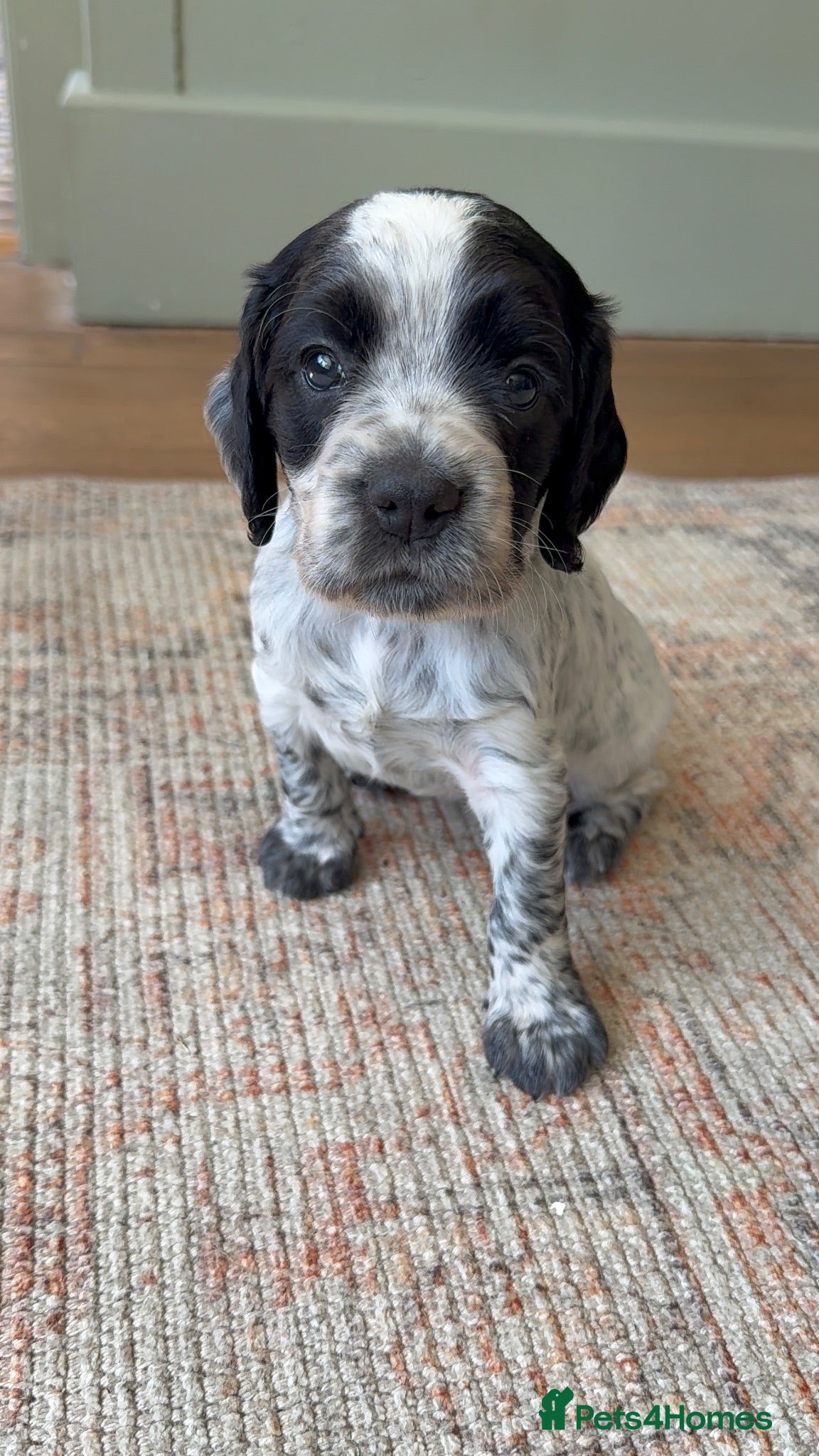 Cocker Spaniel dogs Ready in 3 weeks - KC Working Cocker Spaniels - Advert 6