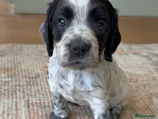 Cocker Spaniel dogs Ready in 3 weeks - KC Working Cocker Spaniels - Advert 6