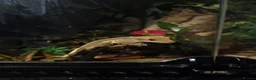 Lizard reptiles for sale: Crested gecko with setup in Swindon - Advert 5