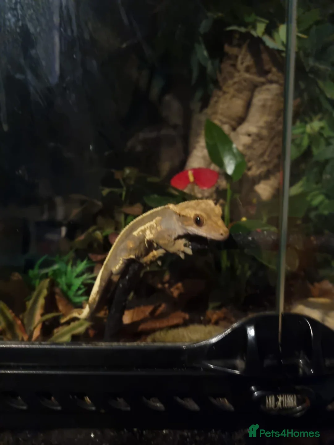 Lizard reptiles for sale: Crested gecko with setup in Swindon - Advert 5