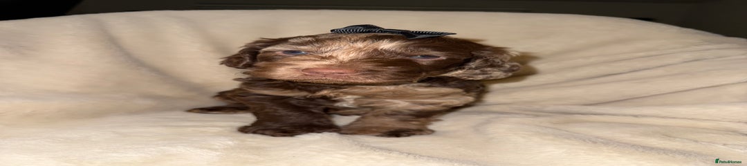 Cockapoo Puppy 8