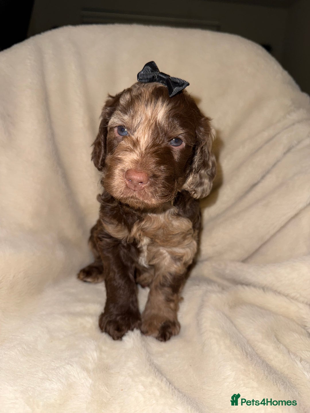 Cockapoo dogs for sale: F1 Cockapoo puppies  - Image 16