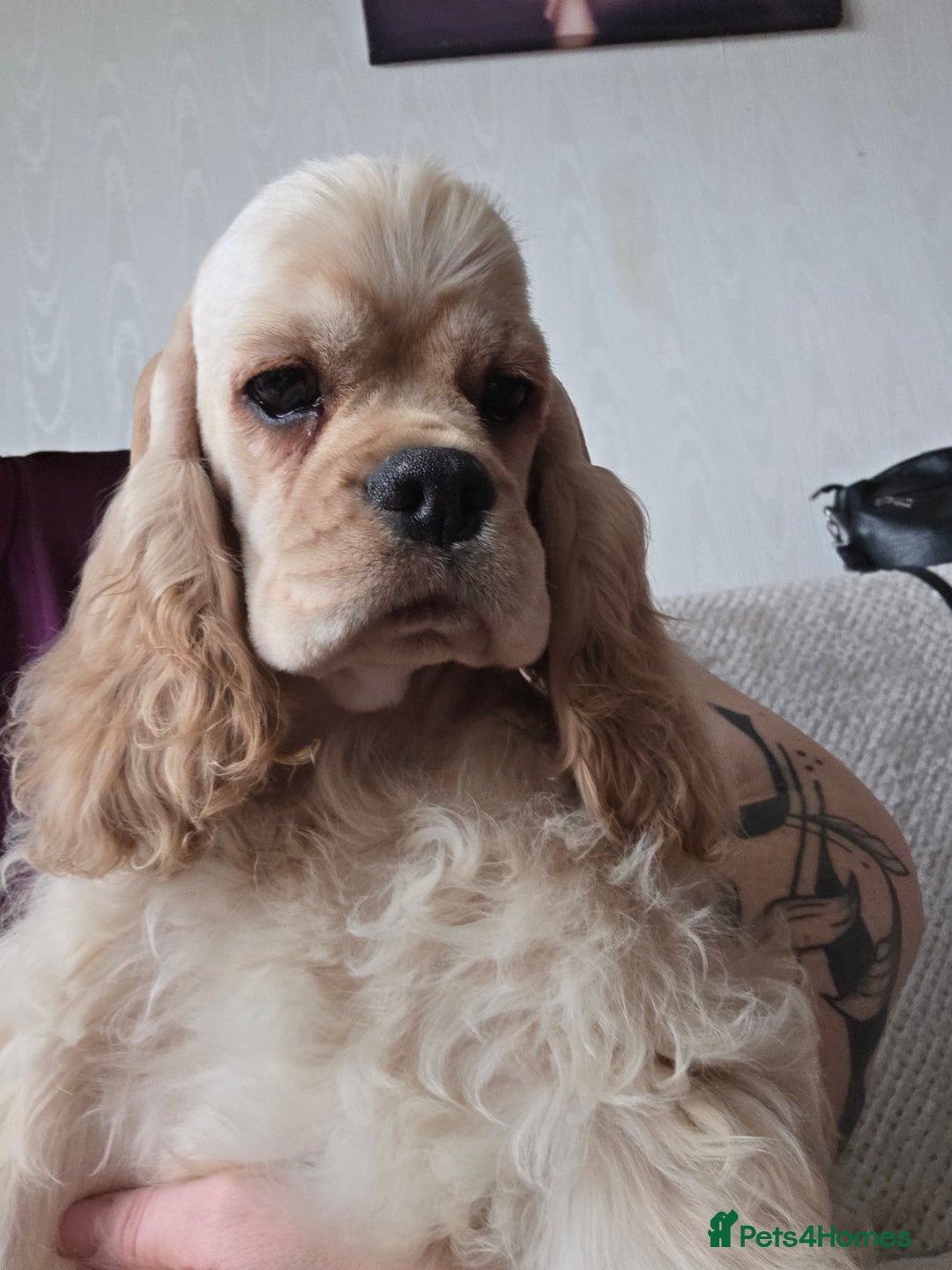 American Cocker Spaniel dogs for sale: Stunning Anerican Cocker spaniels girl - Advert 2