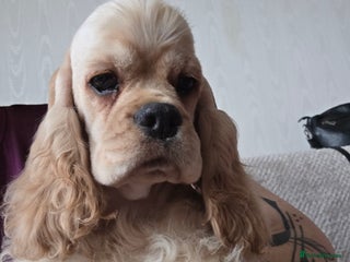 American Cocker Spaniel dogs Stunning Anerican Cocker soanieks puppies - Advert 9